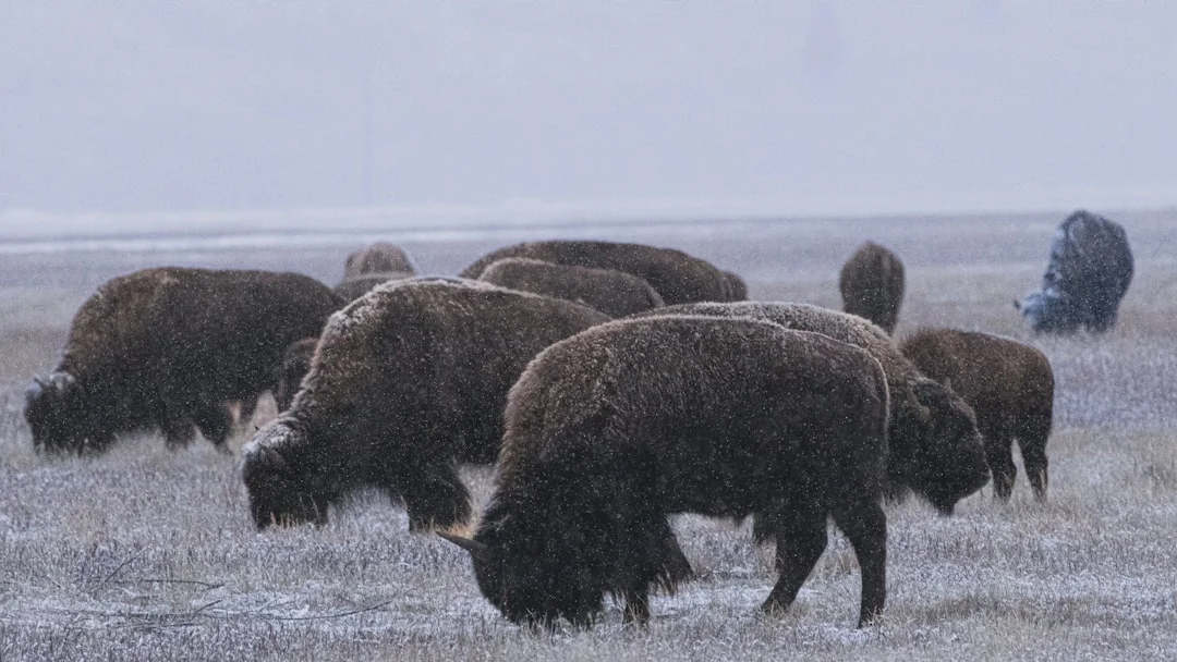 Bison herd grazing on snow-covered field at dawn