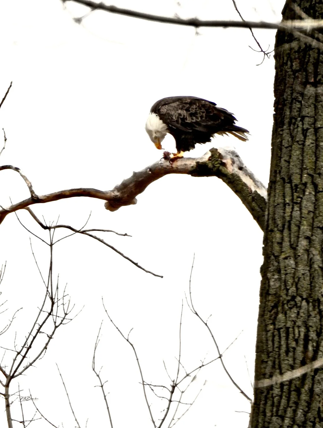 Starved Rock Winter Hiking: Frozen Waterfalls Guide 2026 5 Bald eagle at Starved Rock State Park perched on branch during winter eagle watching season