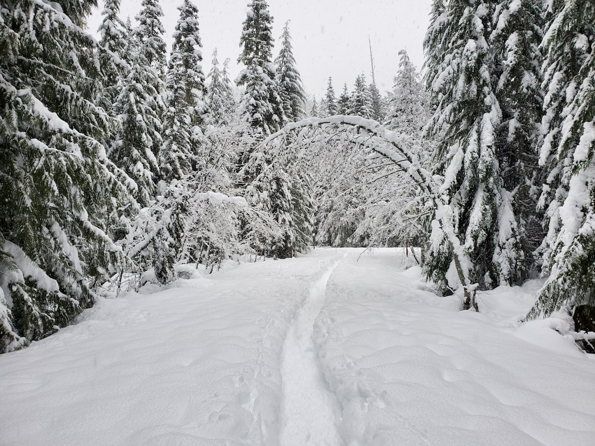 Mountain covered in snow with forest in the foreground, Rocky Mountain scenery