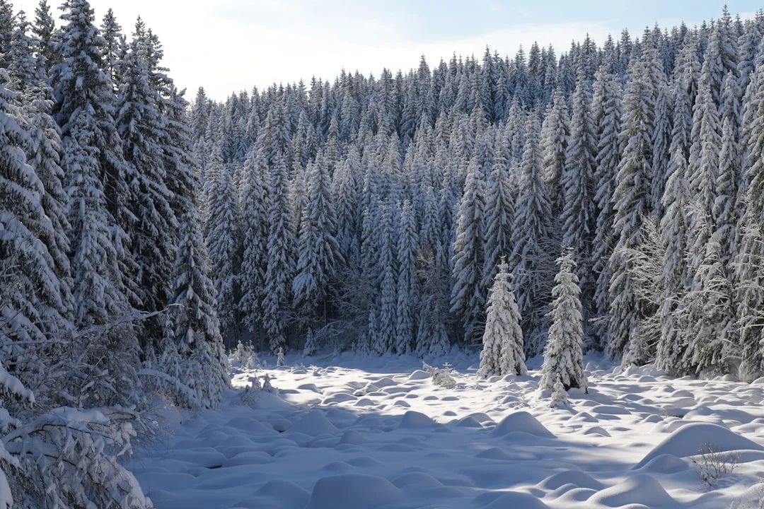Snow-covered evergreen forest with sunlight filtering through pine trees