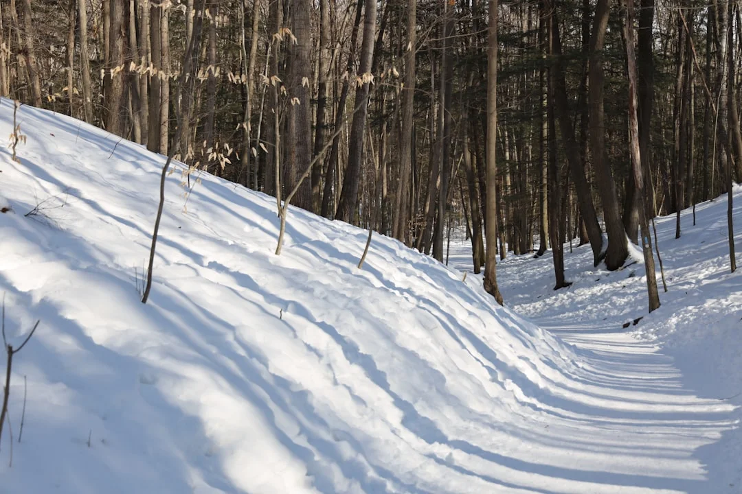 Snow-covered field and trees stretching toward distant winter landscape