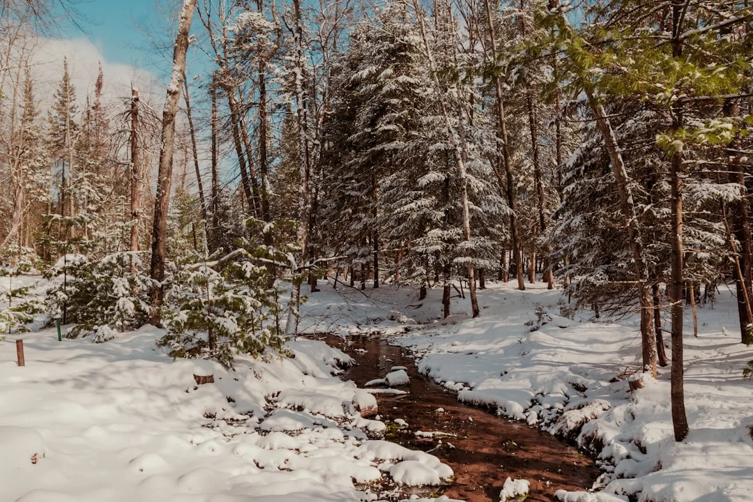 Tahquamenon Falls Winter Hiking Guide (2026) 7 Stream flowing through snow-covered forest with trees in Michigan winter
