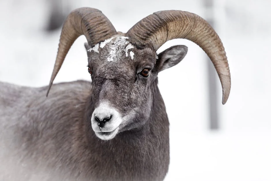 Bighorn sheep with majestic horns against snowy background