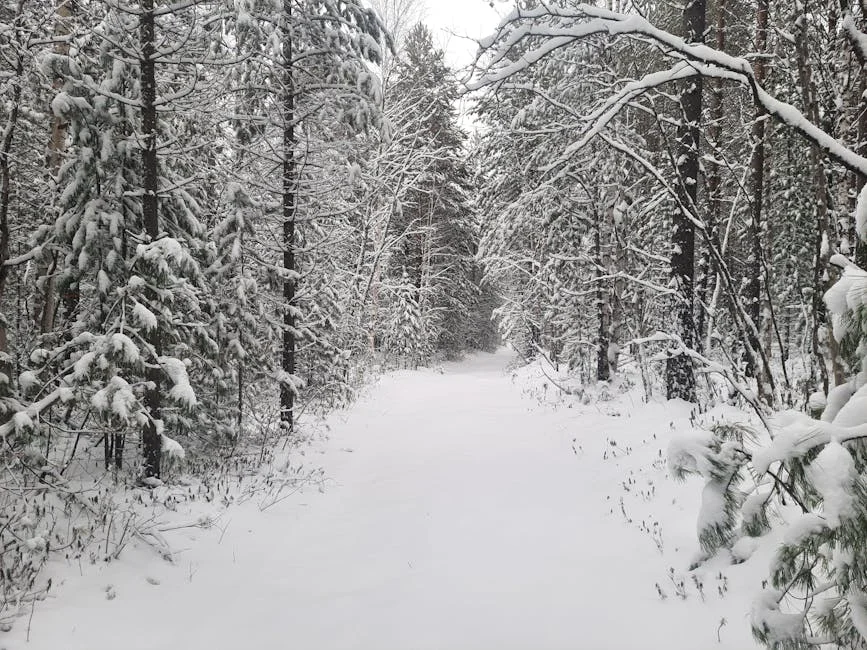 Serene snowy trail through forest with trees covered in fresh winter snow