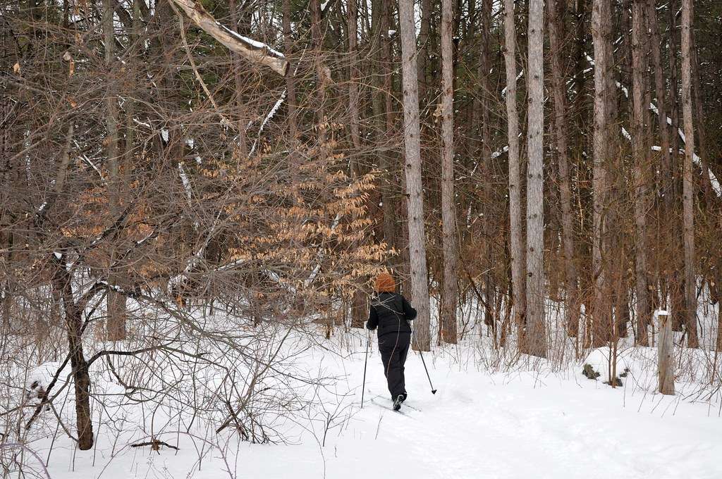 Pictured Rocks Snowshoeing January: Ice Caves Guide (2026) 6 Cross-country skiing through snowy forest at Pictured Rocks in winter