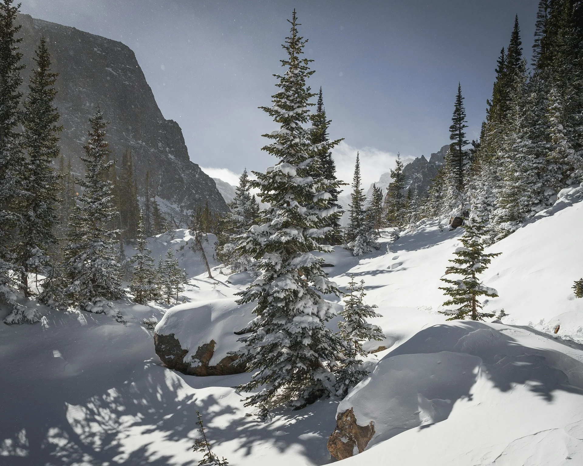 Pine trees covered with snow under blue sky on a Colorado winter hiking trail