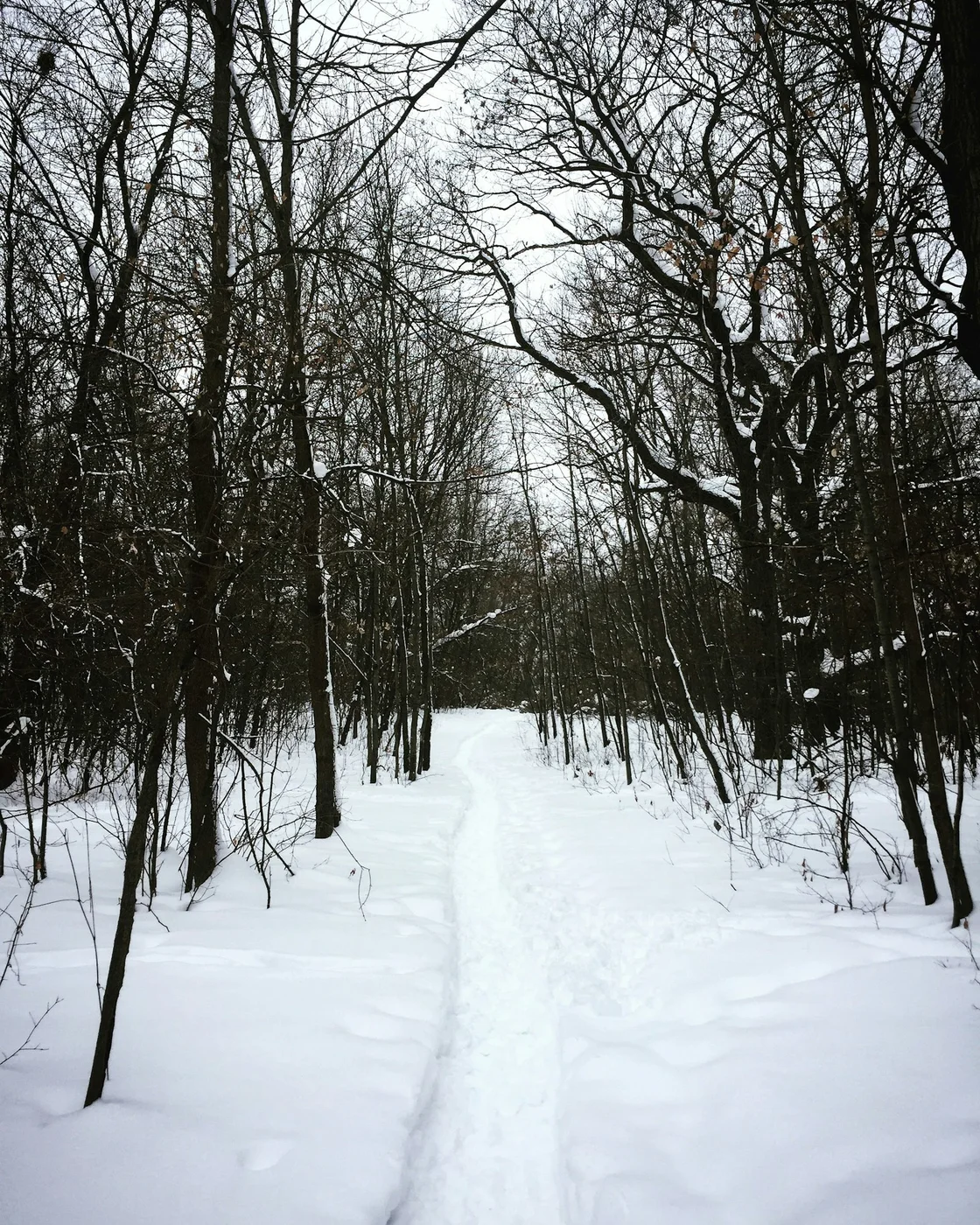 Snowy forest trail with trees covered in fresh snow