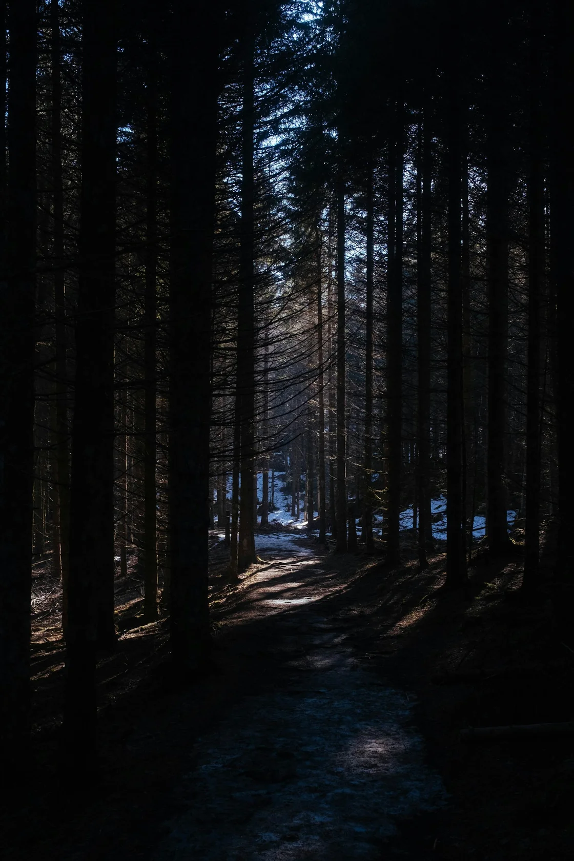 Snow-covered forest trail winding through bare winter trees
