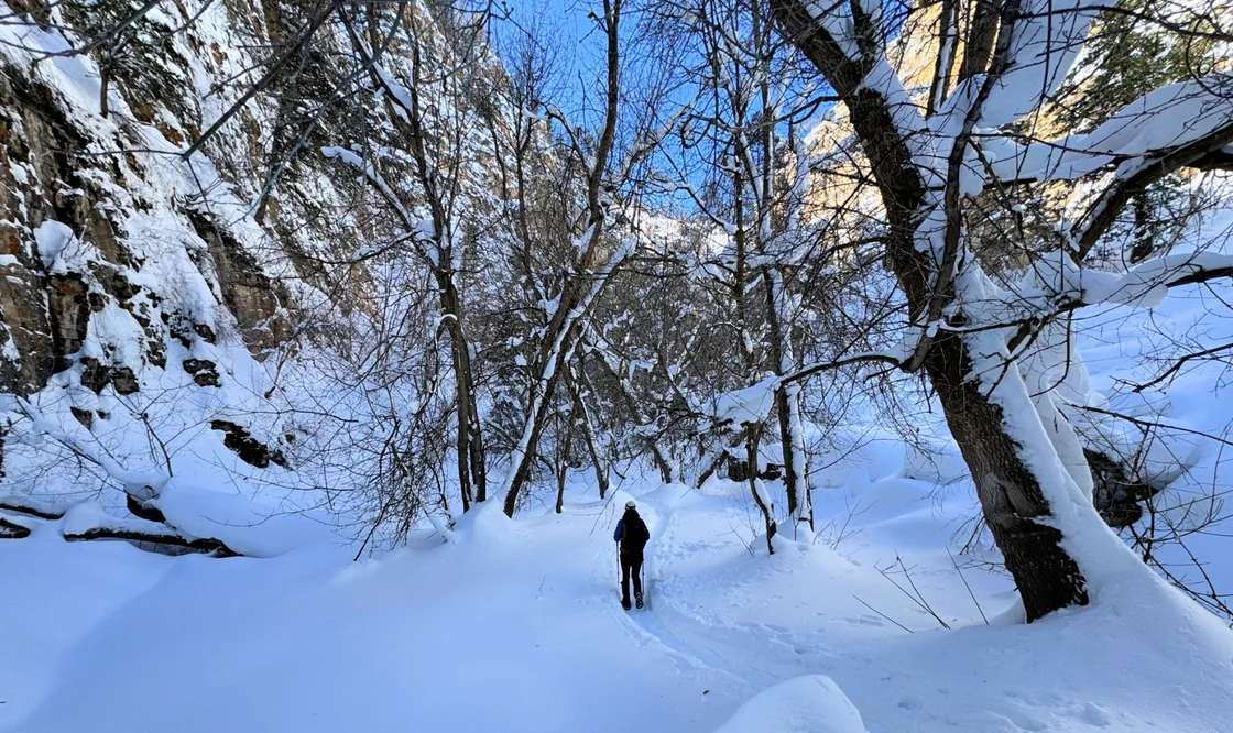 Hiker walking through deep snow on a narrow trail flanked by snow-covered trees in Colorado mountains