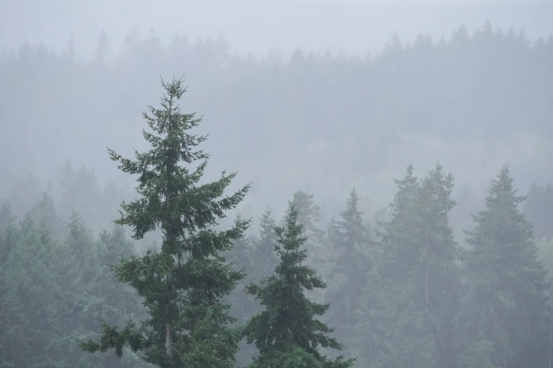 Pacific Northwest misty evergreen forest in winter