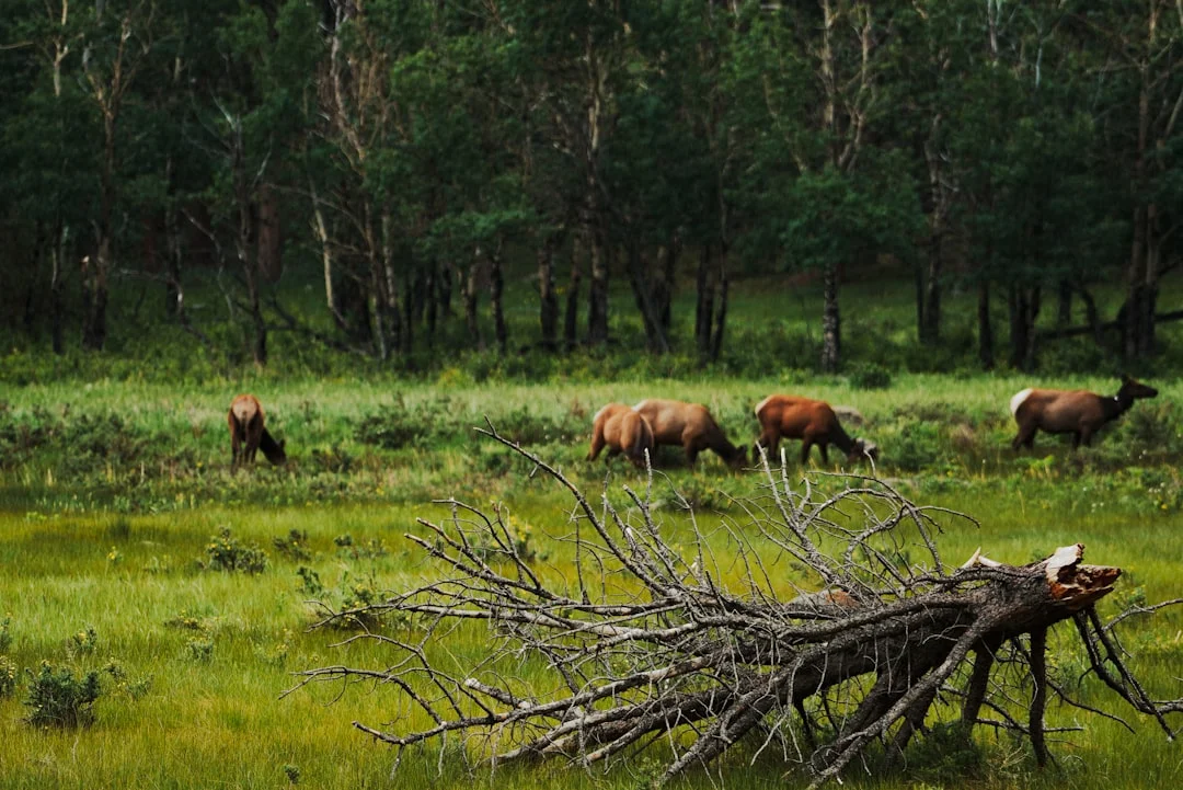 Rocky Mountain National Park winter landscape with snow-covered peaks and evergreen forest