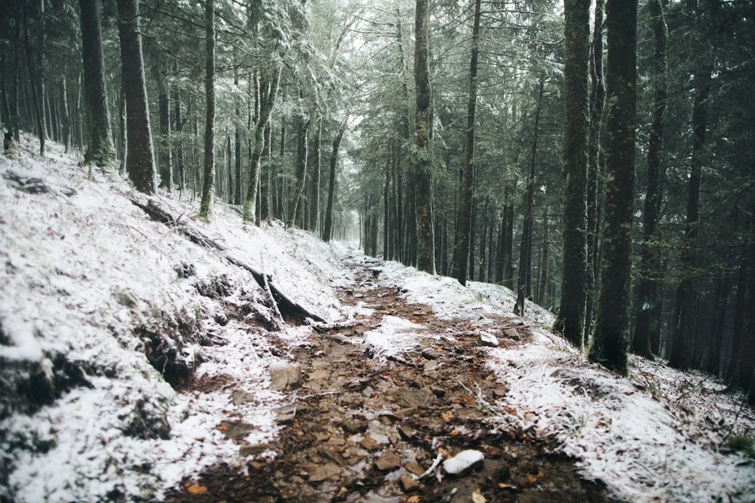 6 Winter Sleeping Bags Tested at Great Smoky Mountains (2026) 5 Great Smoky Mountains winter landscape with snow-covered trees