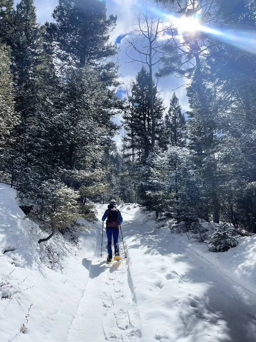 Snowshoer hiking uphill through snowy pine forest with bright winter sun breaking through the trees