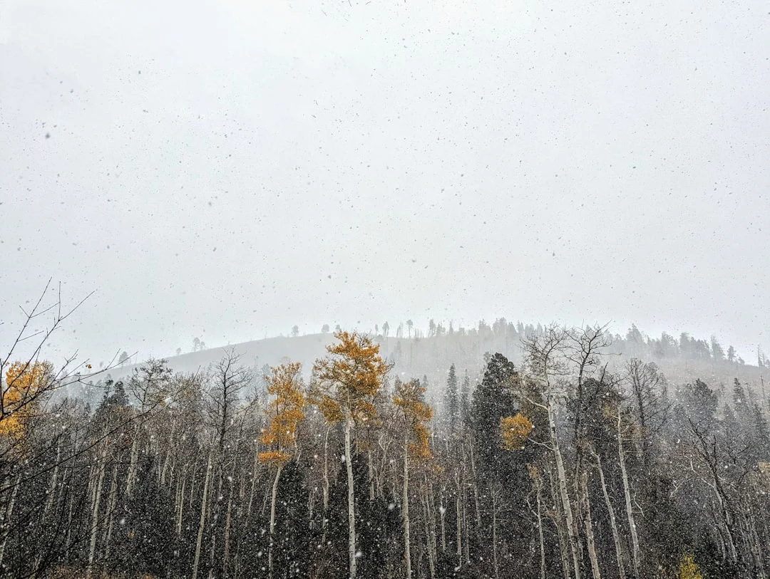 Snowfall coming down through aspen and pine forest with mountain ridge fading into whiteout conditions