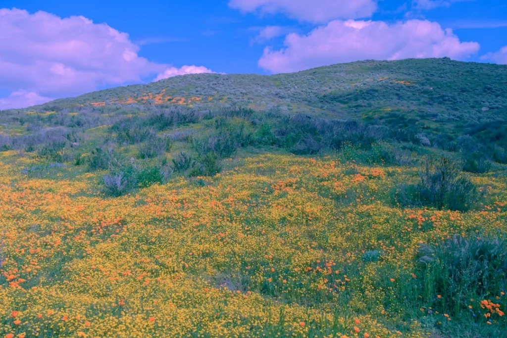 Best wildflower destinations Yellowstone - meadow with mountain backdrop in spring