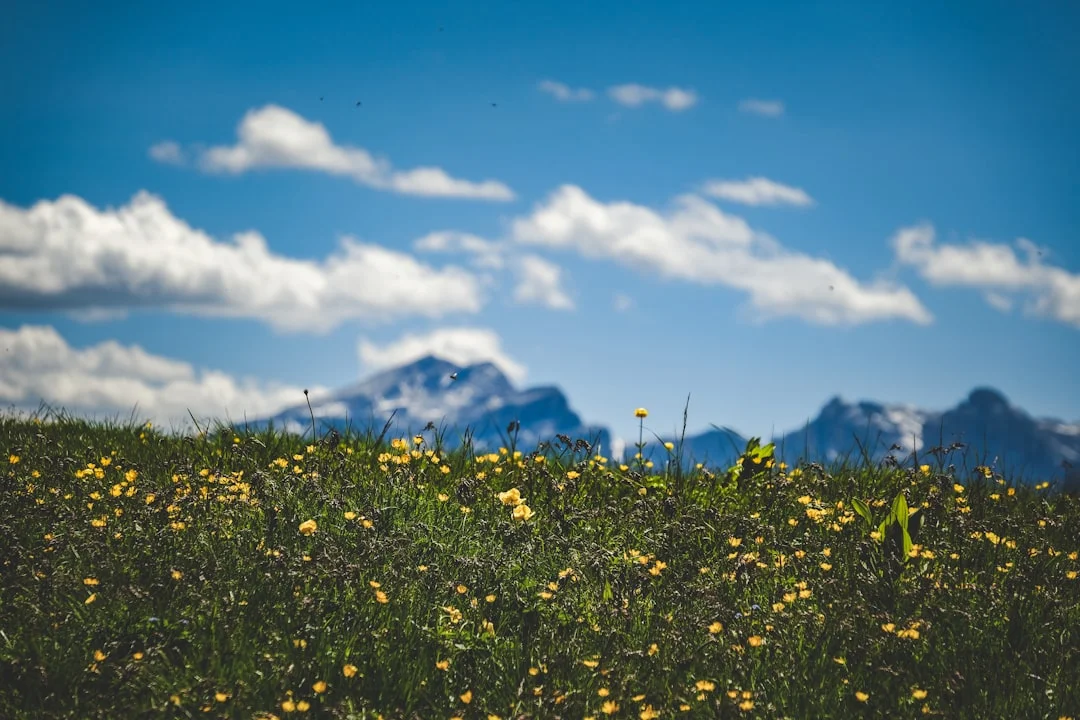 Yellow wildflowers with mountain backdrop at best wildflower destinations Yellowstone