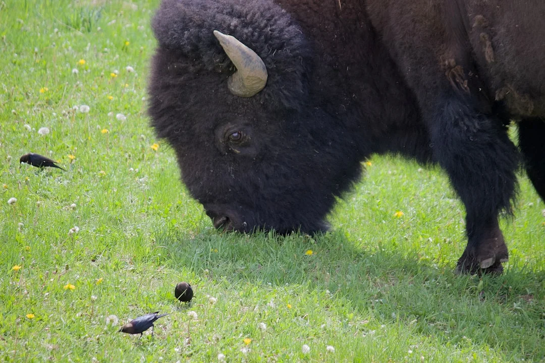 Bison grazing in Yellowstone meadow with wildflowers in spring