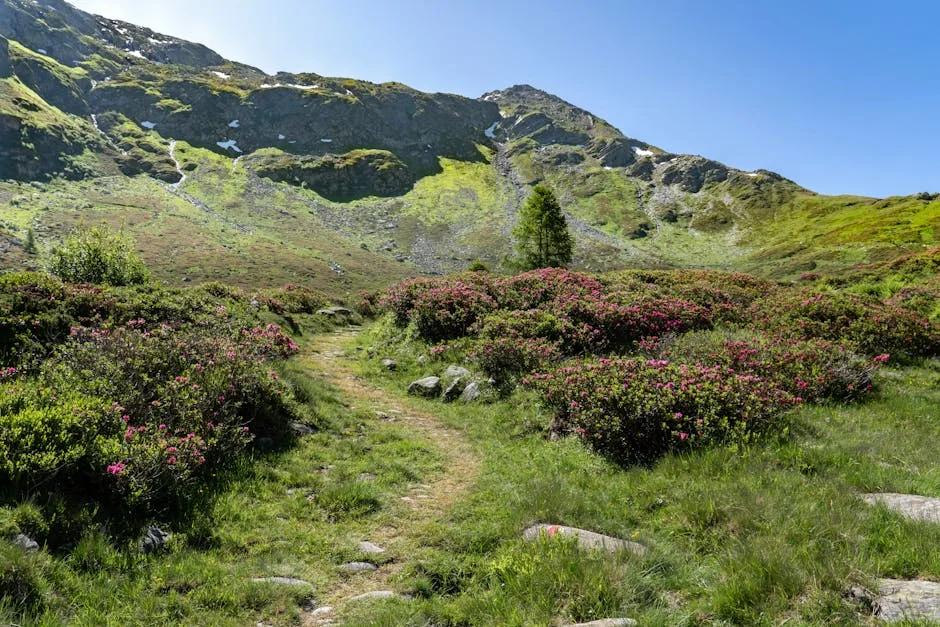 Alpine wildflower trail with blooming flowers along mountain hiking path