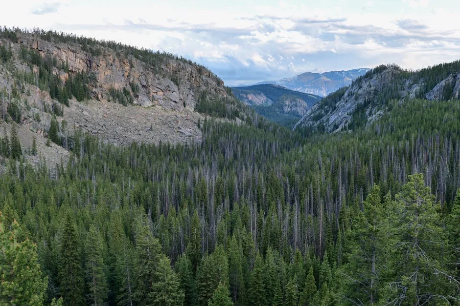 Aerial view of Yellowstone valley with green forest and meadows in spring